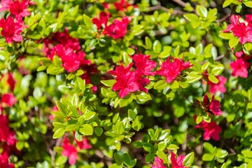 Fotobehang Azalea flower. Flowering nature closeup. Macro of flowering azalea plant. Exotic flower. Natural flower plant. Flora nature. Bright blooming azalea flower in nature © be free