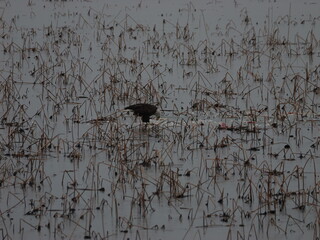 American Bald Eagles During Winter Migration in MO