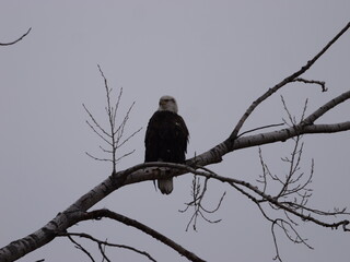 American Bald Eagles During Winter Migration in MO