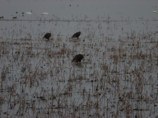 American Bald Eagles During Winter Migration in MO