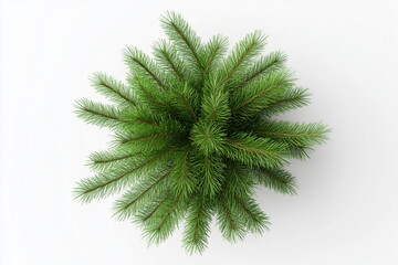 Christmas Tree Top View Festive Fir Tree Decoration with Ornaments Isolated on Transparent PNG or White Background