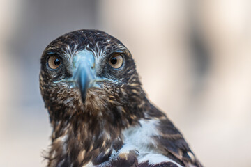 Close-up of an eagle's head