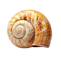 Natural Spiral Seashell in Beige and Brown Tones