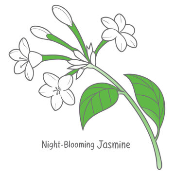 Night-Blooming Jasmine Head