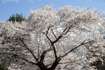 Cherry blossoms in full bloom in the park, Toronto, Canada.	