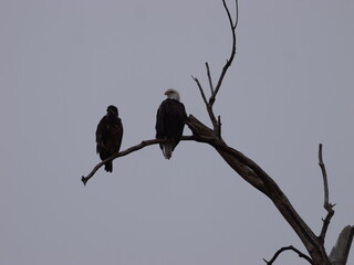 American Bald Eagles During Winter Migration in MO