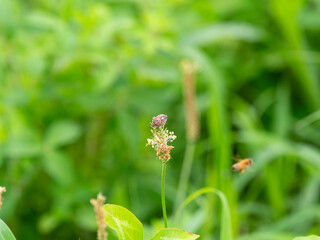 河川敷の花に止まるブチヒゲカメムシ