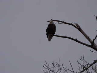 American Bald Eagles During Winter Migration in MO