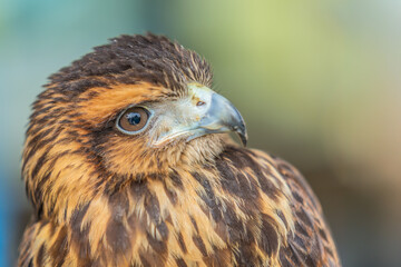 Close-up of the head of a Harris eagle