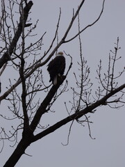 American Bald Eagles During Winter Migration in MO