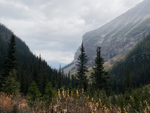 Mountain landscape with coniferous forest and cloudy sky in summer. 