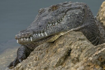 Close-up of a crocodile resting on a rock by the water, showing its textured skin and sharp teeth.