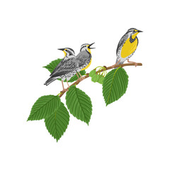 vector drawing branch of white elm tree with green leaves and seeds and western meadowlark, birds, Ulmus americana isolated at white background, hand drawn illustration