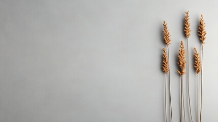 Dried wheat stalks arranged on a minimalist background.