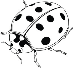 Ladybug outline vector and straightforward illustration line art design on a white background.