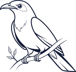 Koel outline vector and straightforward illustration line art design on a white background.