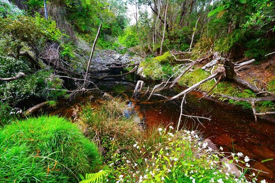 Magical place hidden in the B&eacute;bour primary forest as seen while hiking to La Plaine-des-Palmistes (Reunion Island, Indian Ocean)