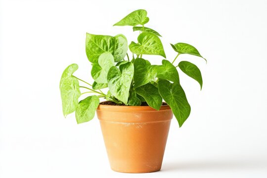A small potted plant in a terracotta pot, featuring delicate, bright green leaves, isolated against a white background.