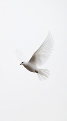 Fototapeta premium A lone bird in flight against a white background, symbolizing the freedom and determination to soar.