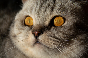 Muzzle of a beautiful British cat with amber eyes illuminated by the sun close-up