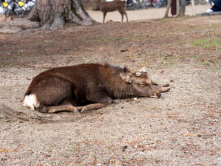 Fototapeta premium 眠る奈良公園の雄鹿