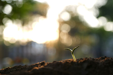small growing sprout, backyard home garden in the evening