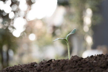 small growing sprout, backyard home garden in the evening