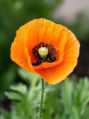 Fototapeta premium Vibrant orange poppy flower botanical garden close-up photography natural environment bright day floral beauty