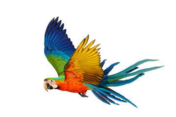 Colorful flying Harlequin Macaw parrot isolated on transparent background png file