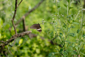 A black and white butterfly is collecting nectar from a purple flower