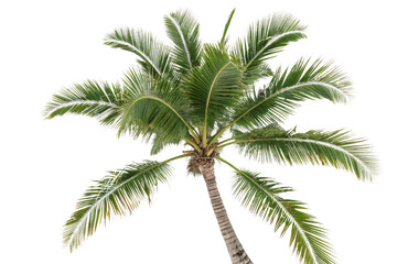 Obraz premium A vibrant green palm tree with detailed fronds fanning outward, captured from below, showcasing its tropical beauty, isolated on a transparent background