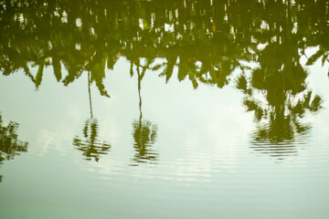 A pond is a small area of still, fresh water and trees shadows