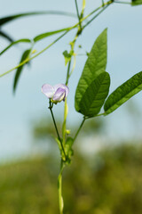 Obraz premium A purple bean flower. Beans are great rich in vitamins