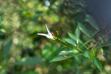 A white Lepidoptera butterfly is collecting nectar from a flower