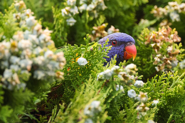 Rainbow Lorikeet Feeding in the Garden