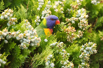 Rainbow Lorikeet Feeding in the Garden