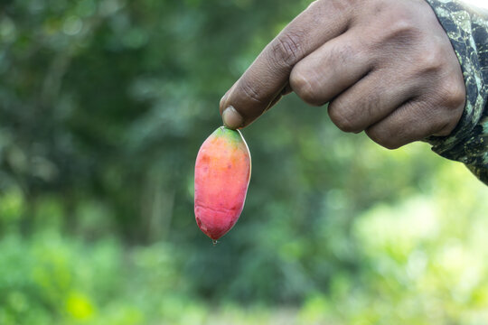 Man holding a red ripe ivy gourd. Coccinia grandis, ivy gourd