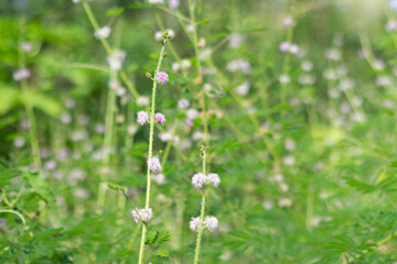 Mimosa pigra or Lojjaboti giant sensitive plant 3 m long