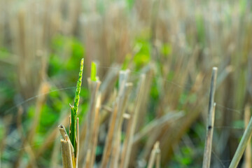 Paddy is usually grown in level basins that are flooded