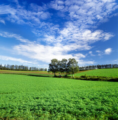 白樺並木と雲（美瑛町）