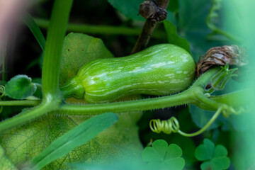 Pumpkin is a vitamin rich great vegetable all the year