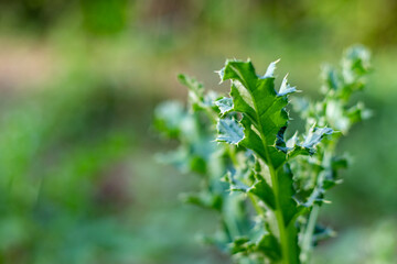 Thistle is a thorny plant also called the Canadian thistle