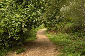 Fototapeta premium Forest Road