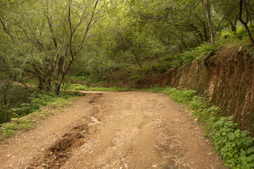 Fototapeta premium Forest Road