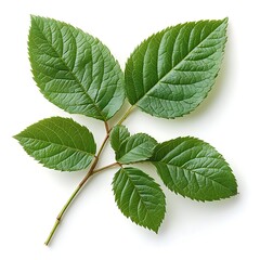 Fototapeta premium Examining green leaves close-up botanical study natural environment