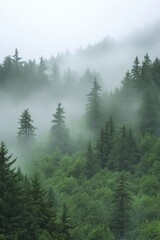 Fototapeta premium Serene foggy forest at dawn with soft light and shadowy trees