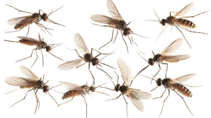 Multiple Mosquitoes Isolated White Background Detailed Insect View