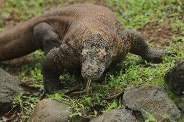 a komodo dragon crawls in the bushes while looking at the camera