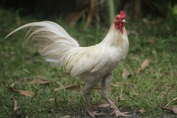 A white rooster is standing in the bushes looking at the camera
