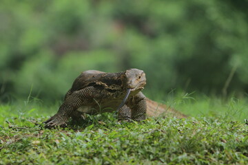 a salvator lizard crawling in the thicket